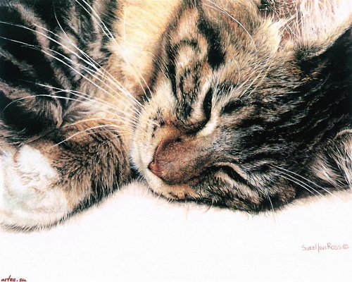 Котенька4 - оригинал