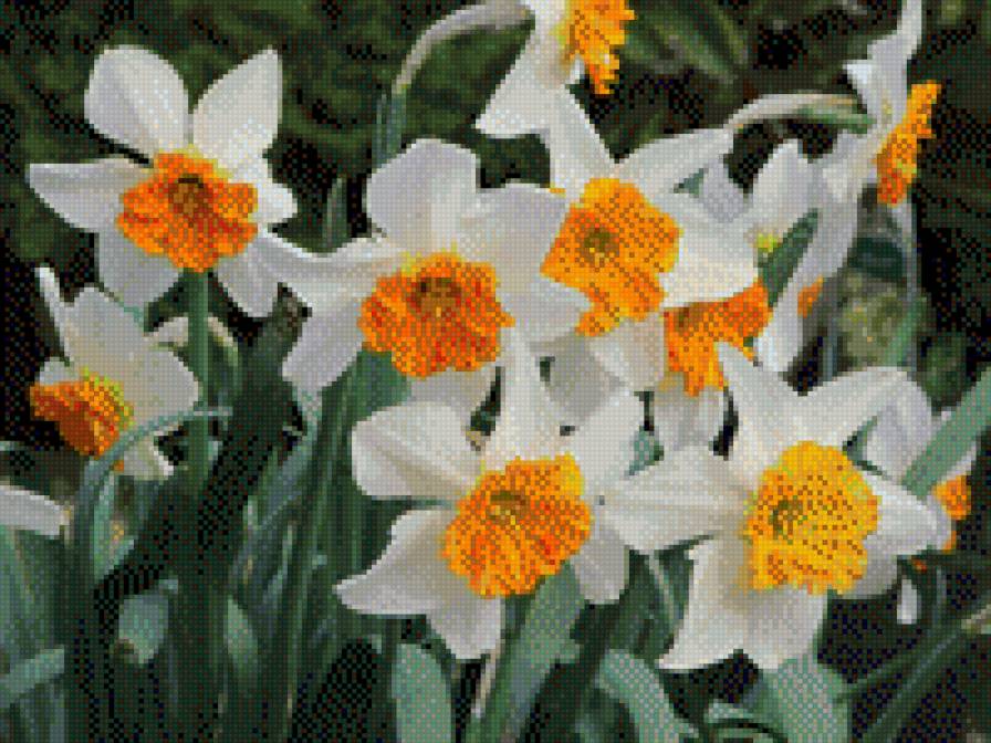 НАРЦИСИ - квіти - предпросмотр