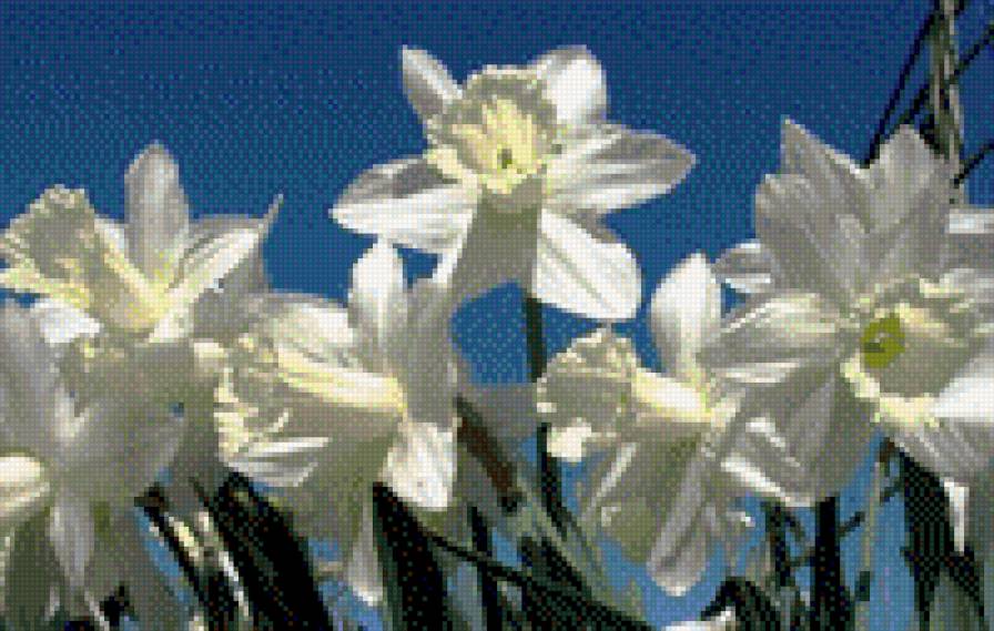 НАРЦИСИ - квіти - предпросмотр