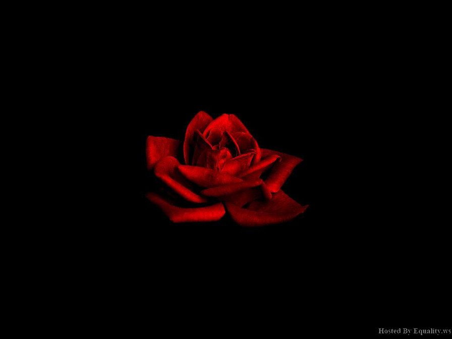 Розочка) - роза, цветок, черный фон - оригинал