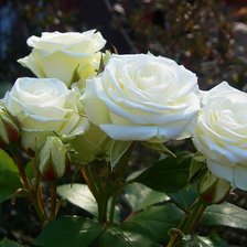 Схема вышивки «белые розы»