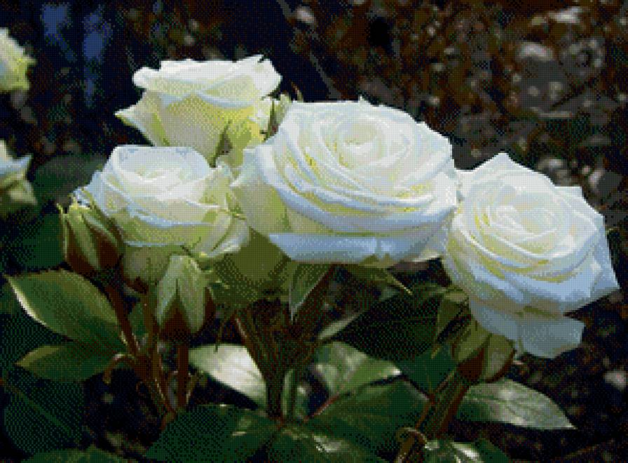 белые розы - розы, цветы - предпросмотр