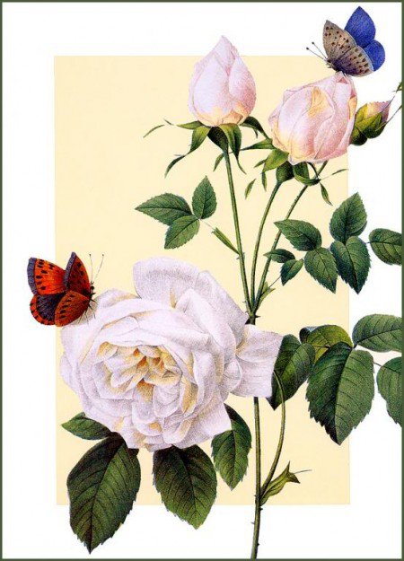 бабочки на розах - цветы - оригинал