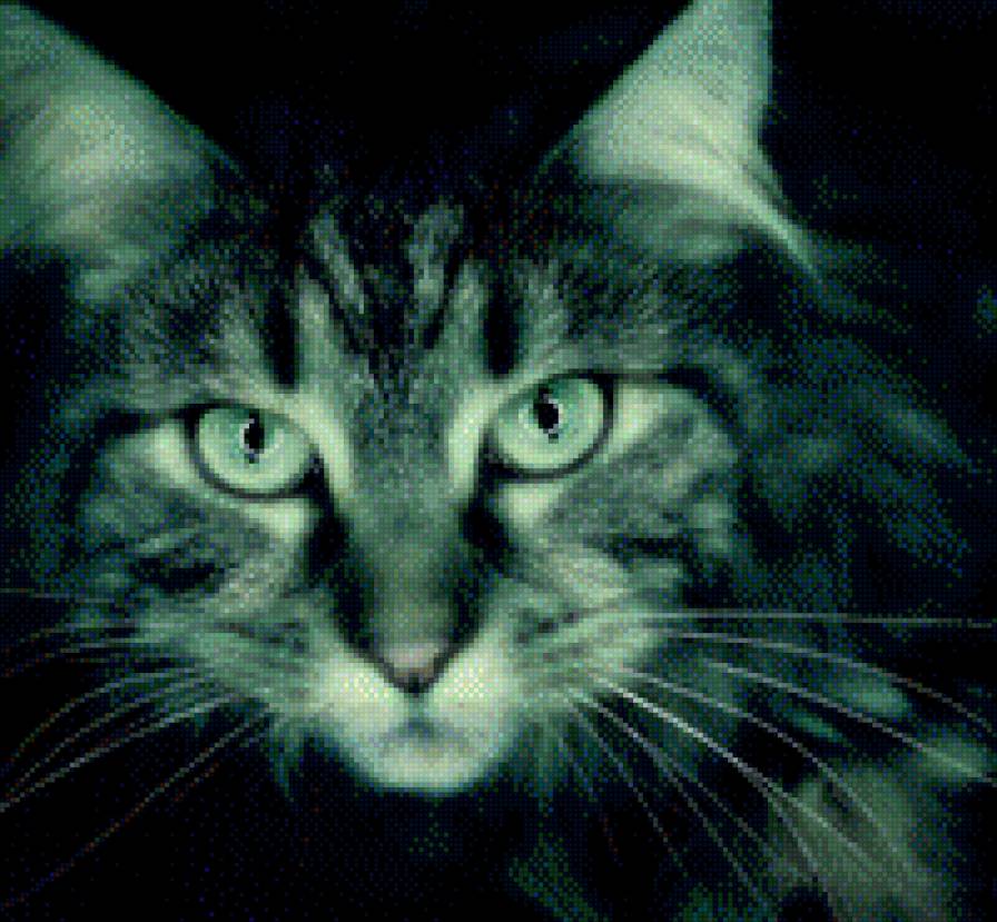 Взгляд - кошка - предпросмотр