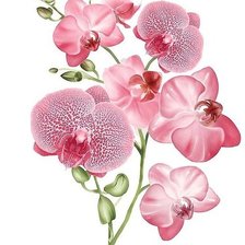 Оригинал схемы вышивки «розовая орхидея» (№622327)