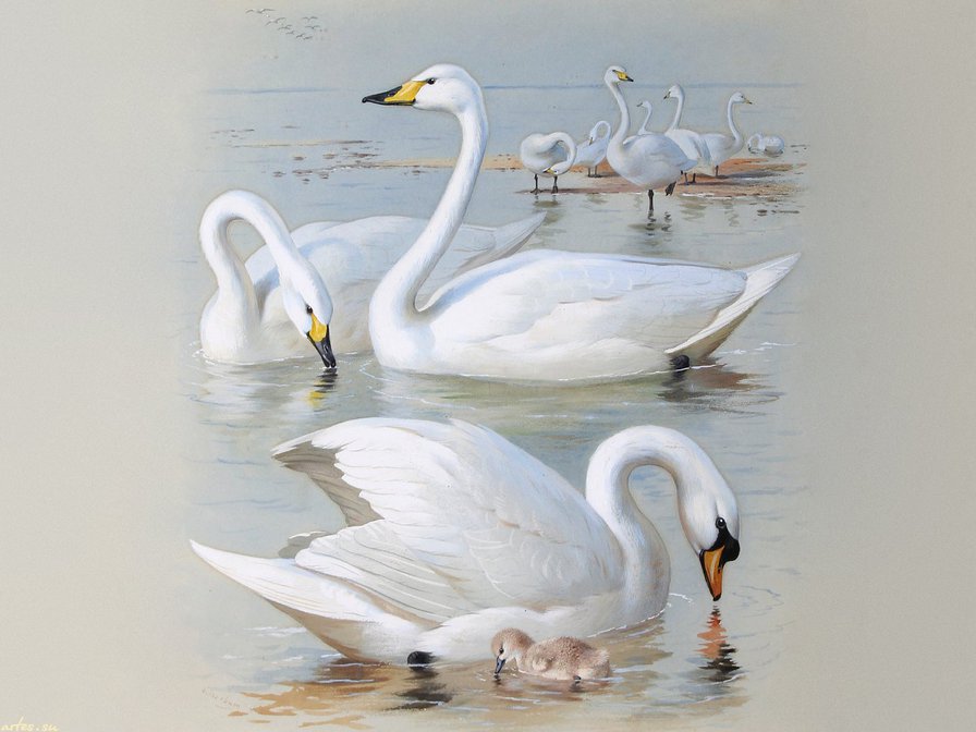 Лебеди - пейзаж, река, птицы - оригинал