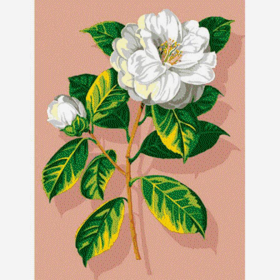 Камелия - цветы - предпросмотр