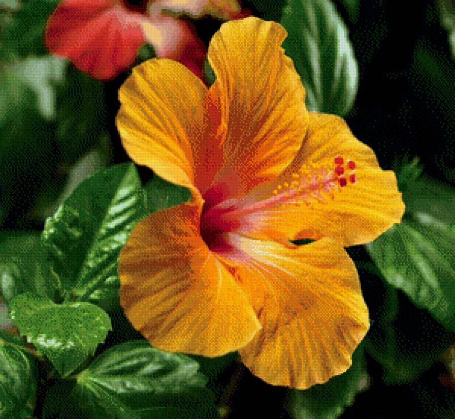 №622652 - цветы, гибискус, оранжевый цветок - предпросмотр