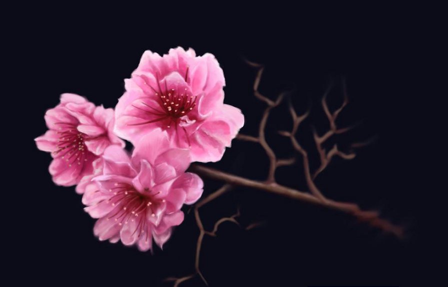 Сакура - цветущая сакура, ветка, цветы - оригинал