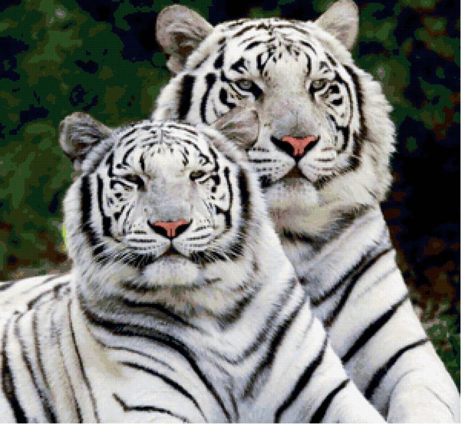 тигры - тигры, белые тигры - оригинал