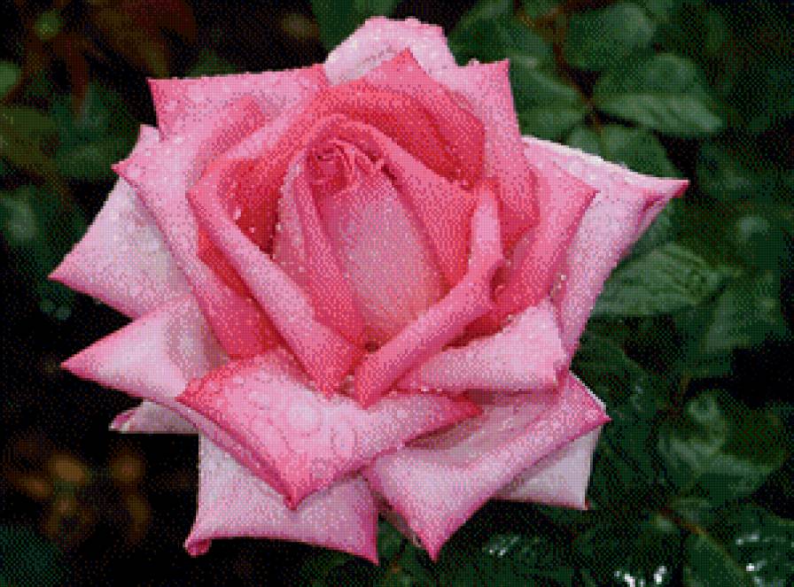 Розочка - роза, природа, цветы - предпросмотр