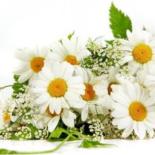 Схема вышивки «ромашки»