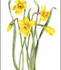 Схема вышивки «НАРЦИСИ»