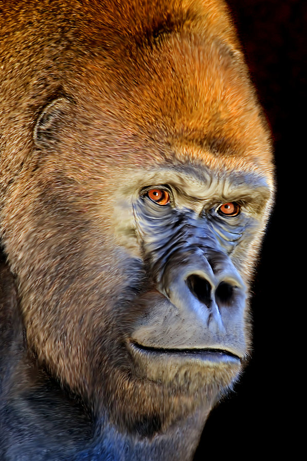 Обезьяна Кинг-конг - обезьяна, красота, природа, животные, картина - оригинал