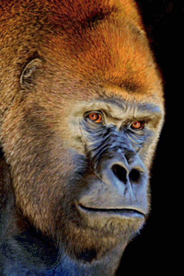 Обезьяна Кинг-конг - обезьяна, картина, природа, животные, красота - предпросмотр