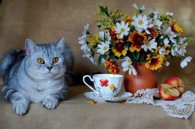 Котик с цветами - оригинал