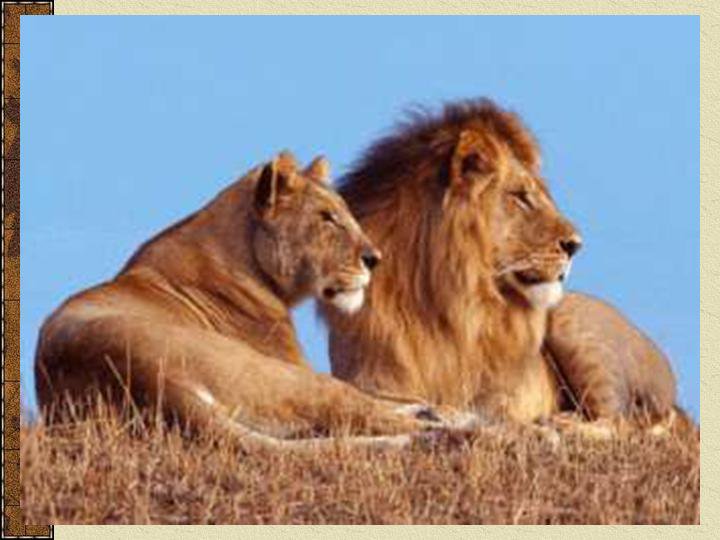 44 - львы - оригинал