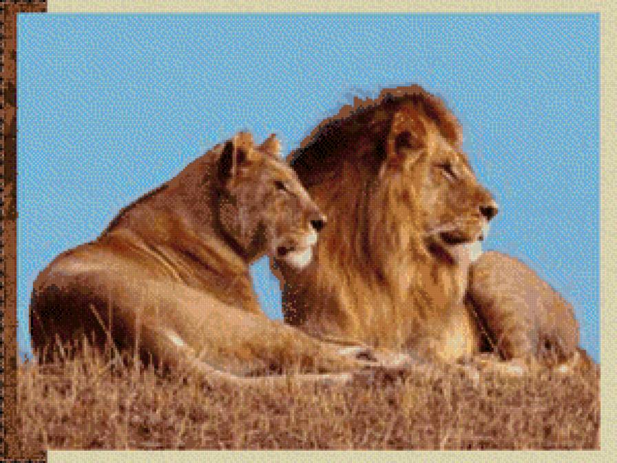 44 - львы - предпросмотр