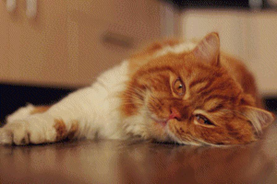 №623373 - кот, животное - предпросмотр