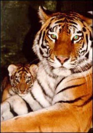 Тигрица - тигренок, тигр - оригинал