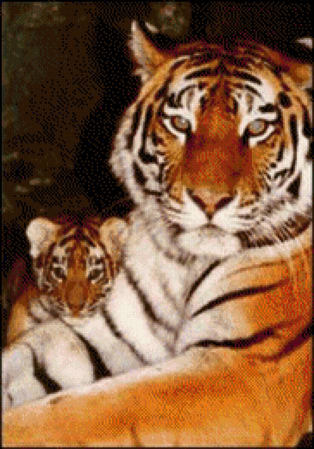 Тигрица - тигр, тигренок - предпросмотр