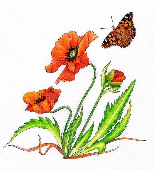 мак - вышивка бисер - оригинал