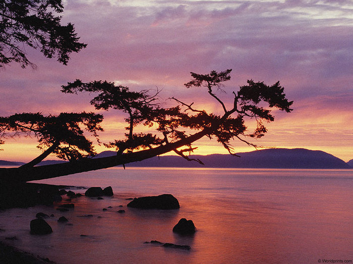 дерево на закате - закат - оригинал