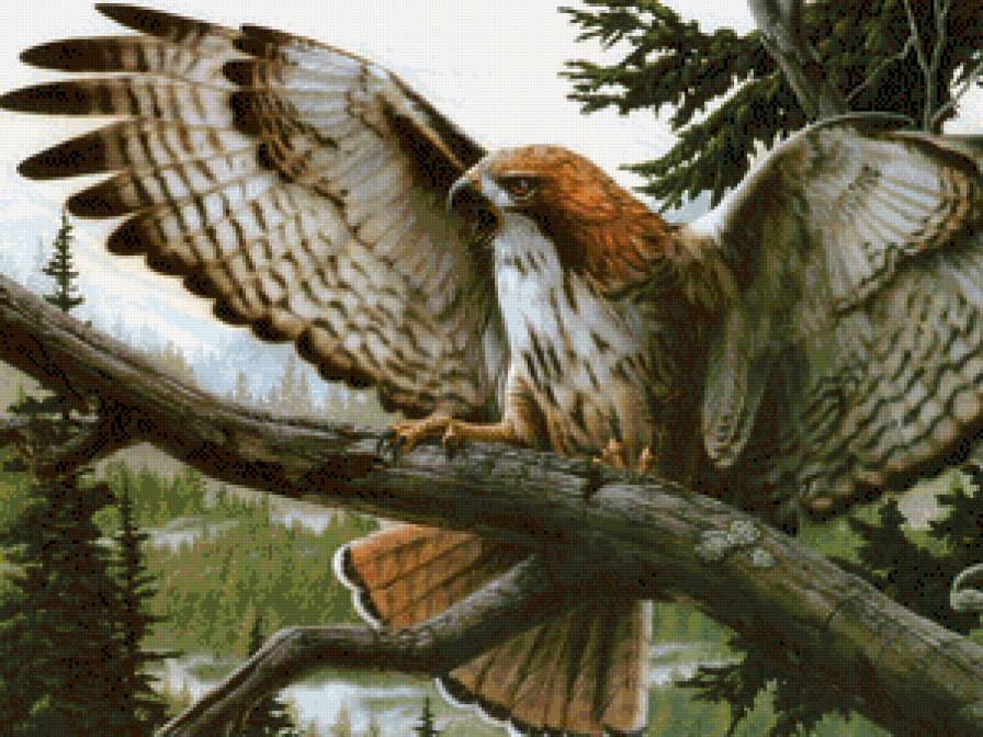 орёл - картина - предпросмотр