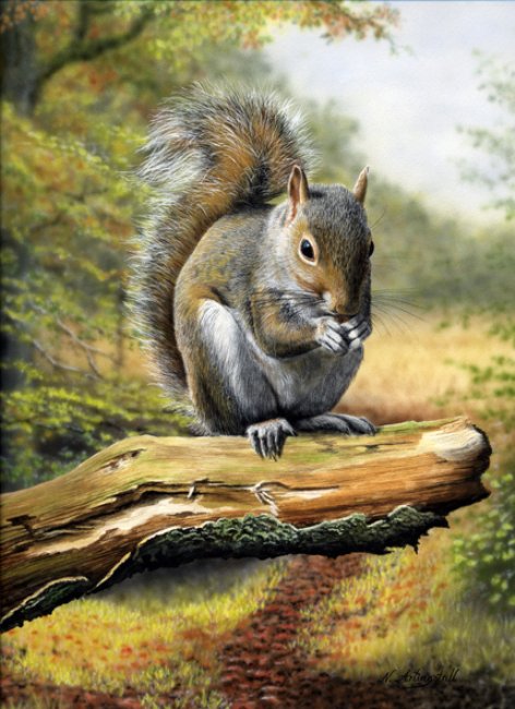 белочка - картина - оригинал