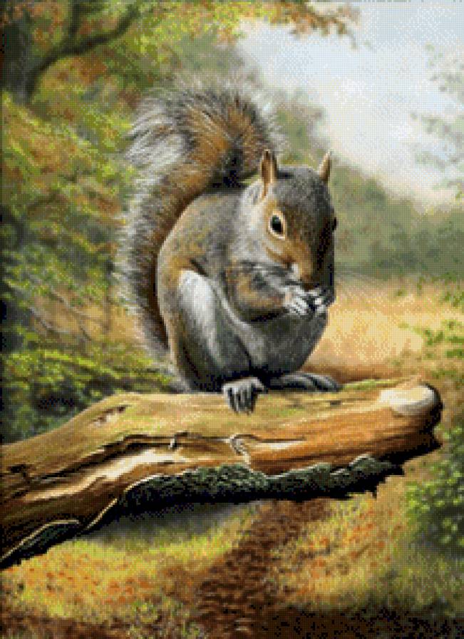 белочка - картина - предпросмотр