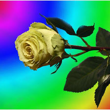 Схема вышивки «Жолтая роза»