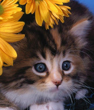 Схема вышивки «Кот и цветы»