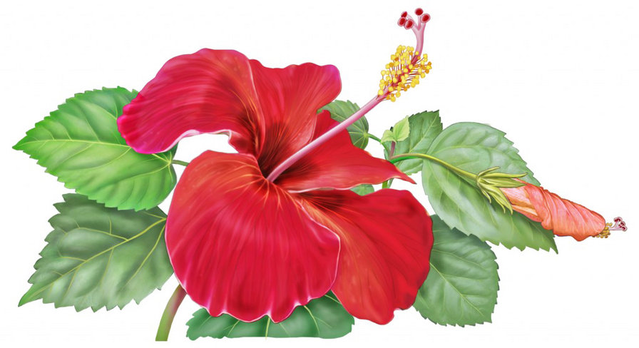 гибискус - вышивка бисер - оригинал