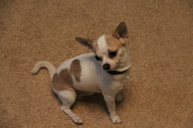 мой жорик - животное - оригинал