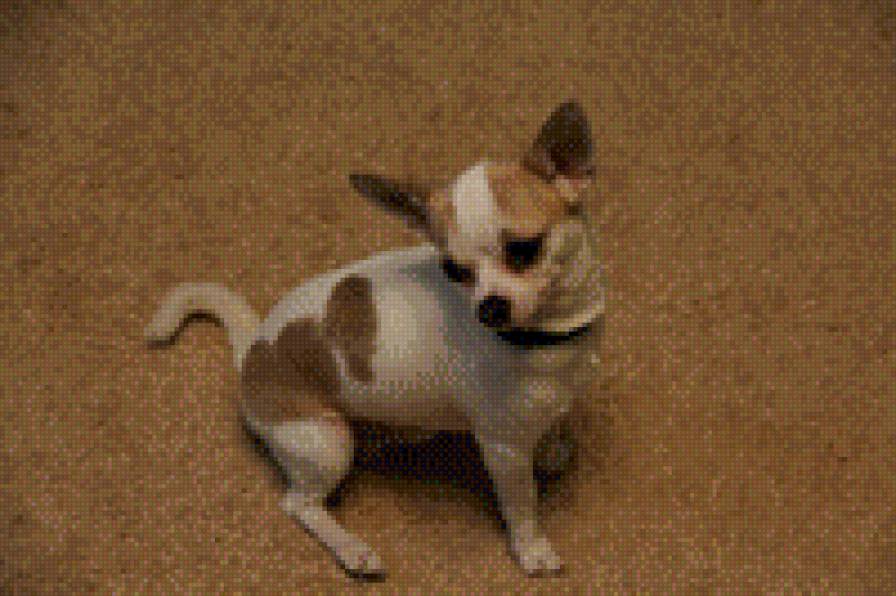 мой жорик - животное - предпросмотр