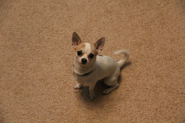 мой жорик - животное - оригинал