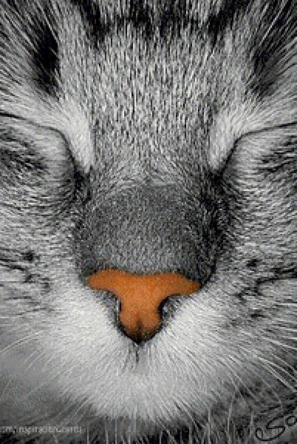 кот - предпросмотр