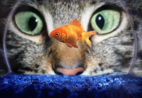 Охота - рыбка, глаза, кошка - оригинал