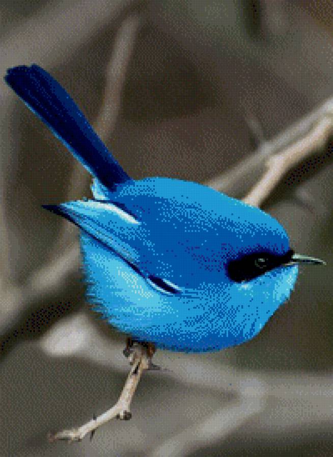 синяя птица - птица - предпросмотр