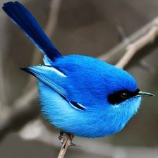 Оригинал схемы вышивки «синяя птица» (№624287)