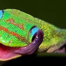 Схема вышивки «ящерица»