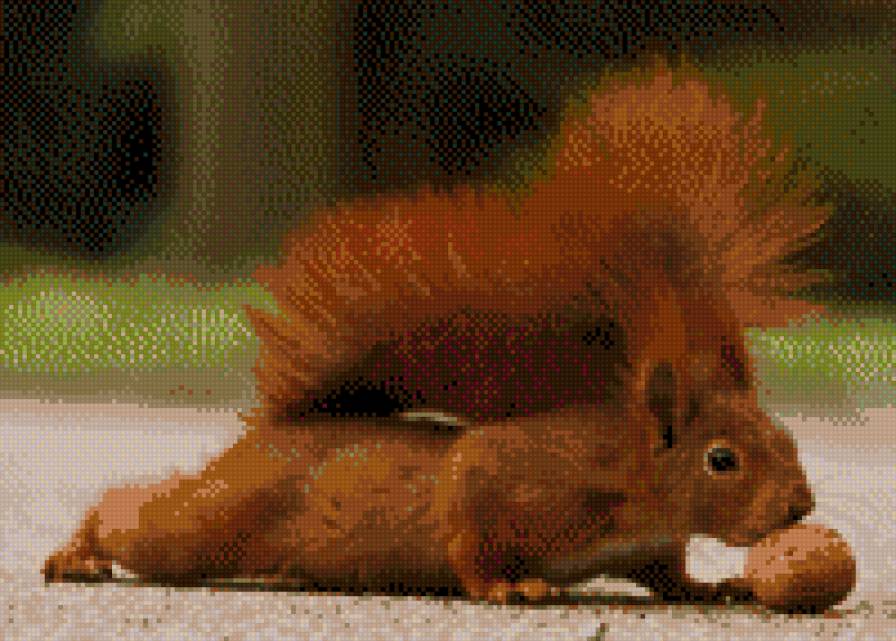 вкусный орех - орех, белка - предпросмотр