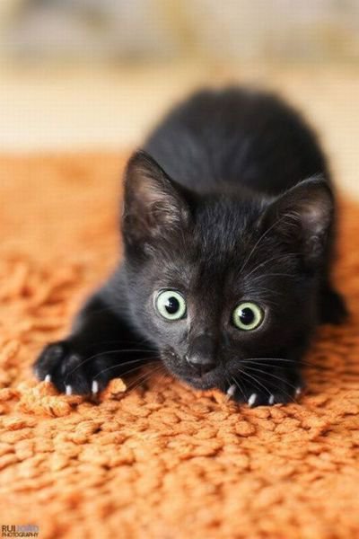 черный кот - черный кот - оригинал