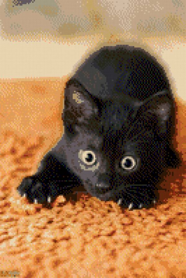 черный кот - черный кот - предпросмотр
