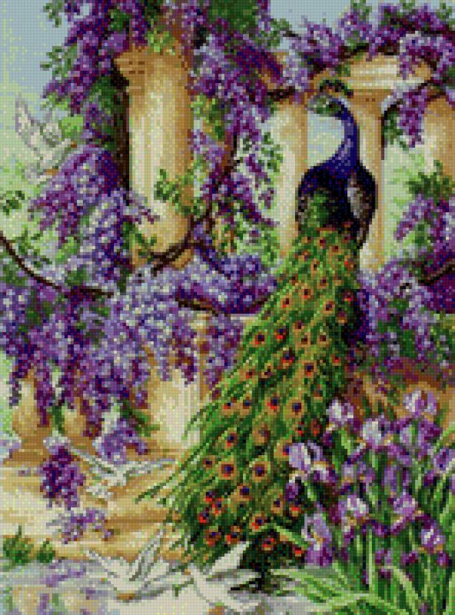 Павлин - птицы - предпросмотр