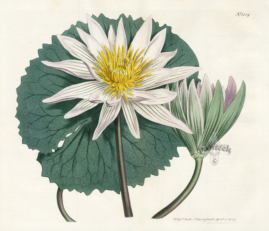 Лотос - азия, цветы, восток - оригинал