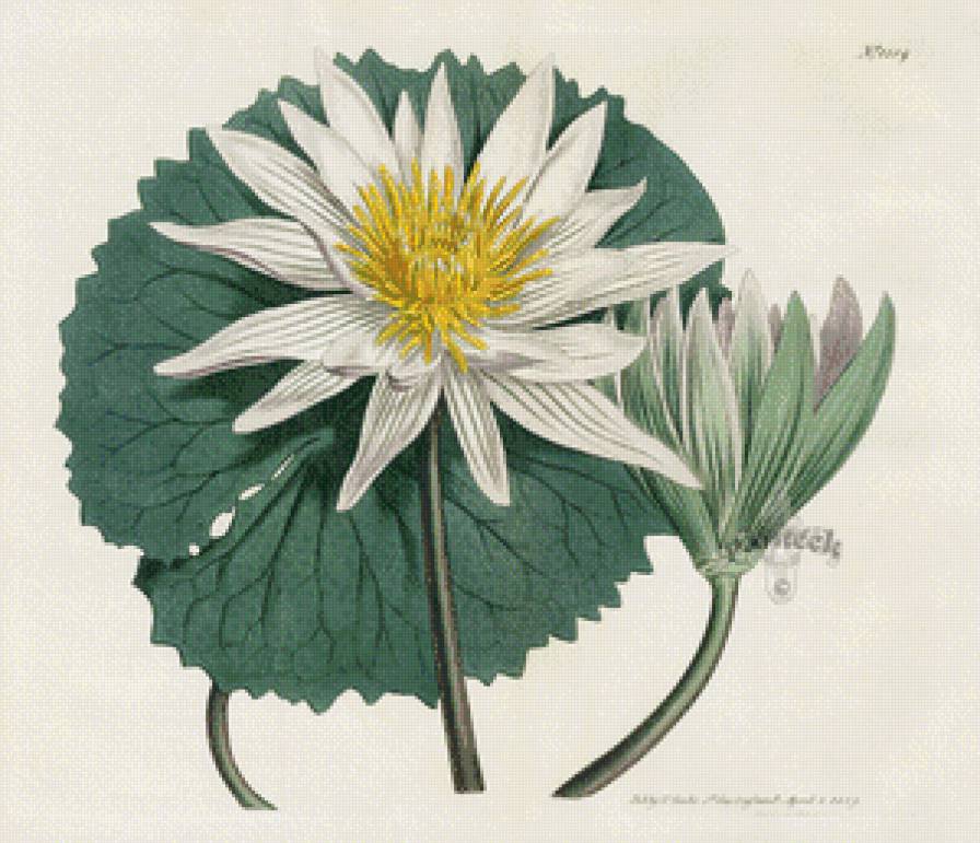 Лотос - азия, цветы, восток - предпросмотр