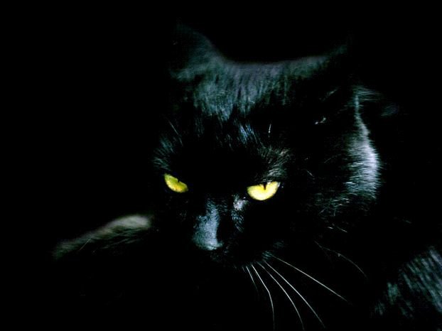 Кот - черный фон, кот - оригинал