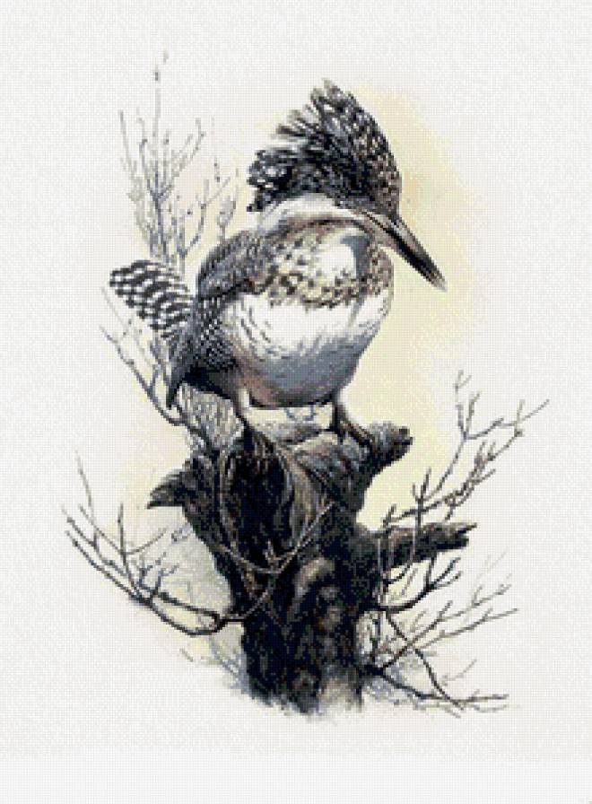 пано птица - природа, птица, пано - предпросмотр