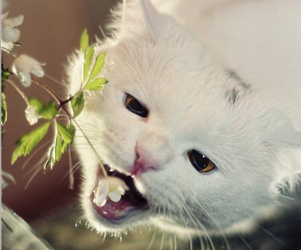 "Съееееем..." - кошки, животные - оригинал